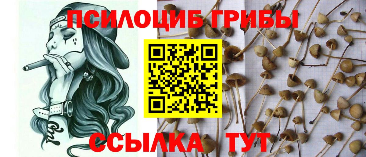 Галлюциногенные грибы мицелий  Псилоцибиновые грибы GOLDEN TEACHER  Вход с VPN  Казань 